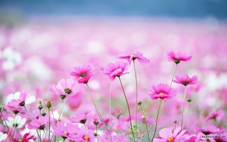 Pink and white beauties - tiny, flowers, white, pink