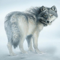 WINTER WOLF