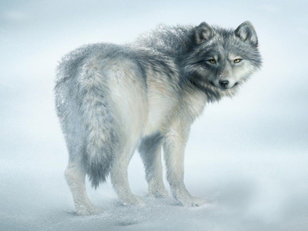 WINTER WOLF - snow, cold, winter, wolf