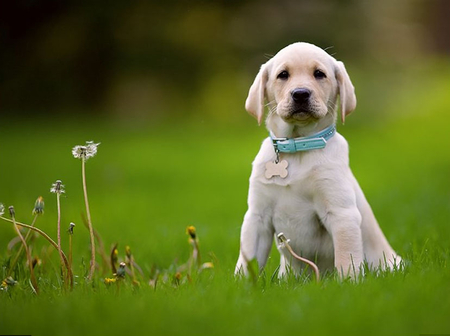 Chloe - puppy, dog, animal, labrador retriever, pet, grass