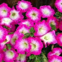 Petunias