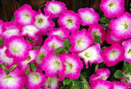 Petunias - annuals, pink, petunias, gardens, flowers