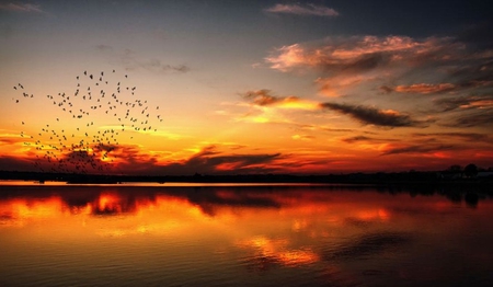 Glorious Reflections - lake, yellow, reflection, orange, sunset, birds