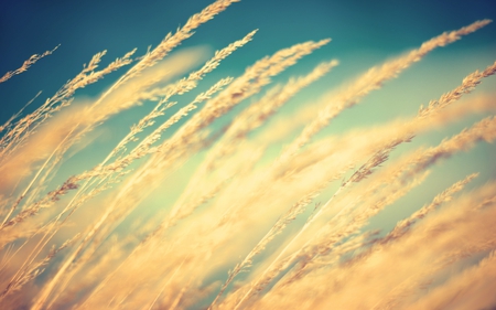 grass in the wind - wind, nature, summer, dry, grass, sky