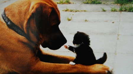 friendship - cat, dog, mustard, friendship, black