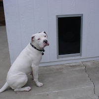 Angus the American bulldog and his new dog house