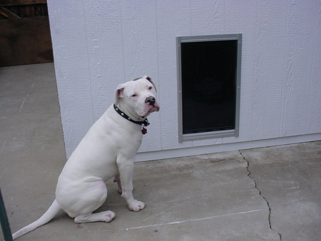 Angus the American bulldog and his new dog house - ameerican bullbog, angus, dog house, new