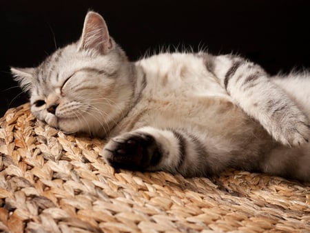 Cat resting - cat, animal, feline, sweet, kitten