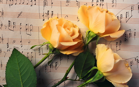 Flowers and music - nature, petal, yellow, music, note, flower