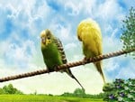 Love Birds on a Rope