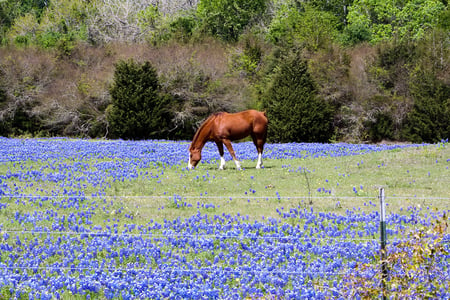 horse and bluebonnets - meadow, horse, bluebonnets, wild