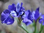 iris sibirica