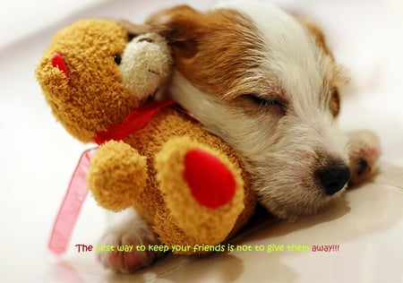 The best way - love, sunshine, bears, animals, toy, life, forever, together, dogs, friendship, smile, friends