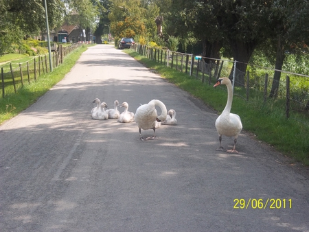 Swans - nature, netherlands, family, swan