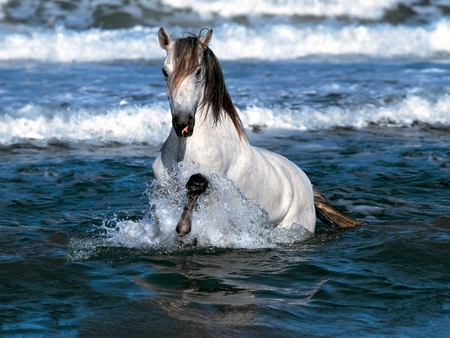 white horse - spray, white, foam, profits, sea waves, horse, wallpaper