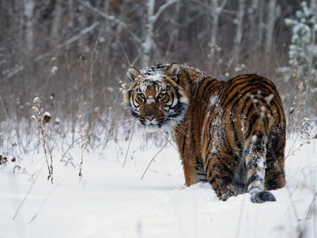 Tiger - animal, wallpaper, winter, tiger, snow, bengal