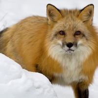 fox