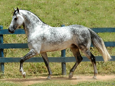 Horse - tail, horses, fence, horse, mane