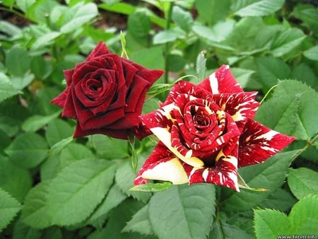 rare-rose - rare, red, green, rose, flower, plant