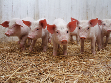 Pigs - pig, animal, nature, mammal