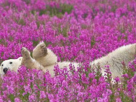 Polar bear in flower field - flower, animal, bear, polar