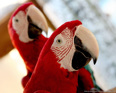 Two Heads are Better than One - parrots, white, red, wings, eyes, beeks, feathers