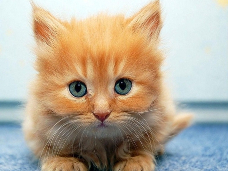 Red kitten - sweet, cat, feline, kitten