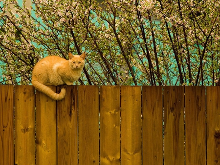 Cat on fence - cat, feline, fence, kitten