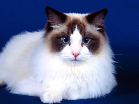 Sweet blue eye cat - animal, feline, cat, kitten