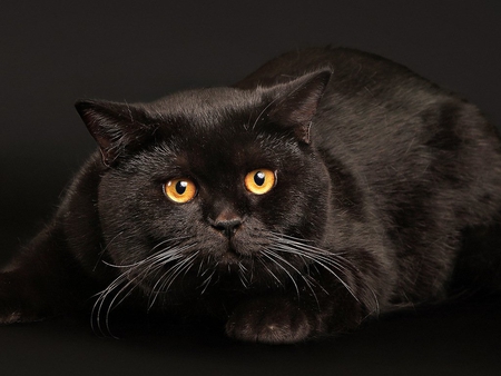 Nice black cat - black, kitten, feline, cat