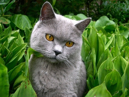 Sweet grey cat - cat, grey, feline, green, kitten