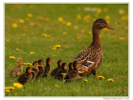 Wait Mom - mom, birds, babies, ducks, ducklings