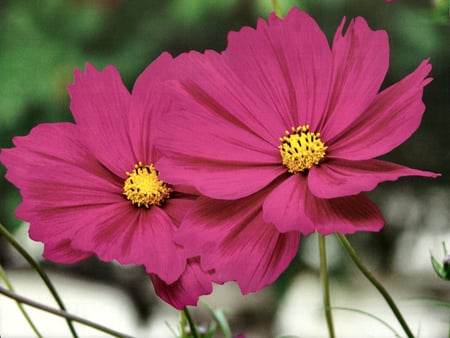 Cosmos - flowers, photo, photography, cosmos, floral