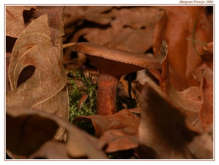 Camoflage - hidden, camoflage, mushroom, leaves