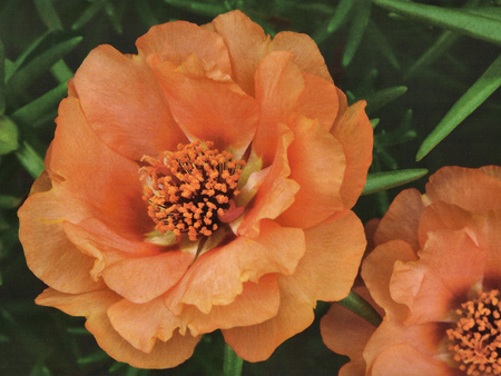 Portulaca Flowers - flowers, photo, photography, orange, floral, portulaca