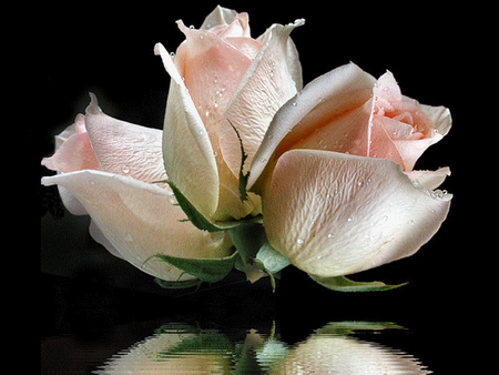 3 Pink Rosebuds - roses, water, reflection, flowers, photo, photography, floral, nature