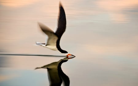 Black Skimmer - skimmer, black, lovely, moment