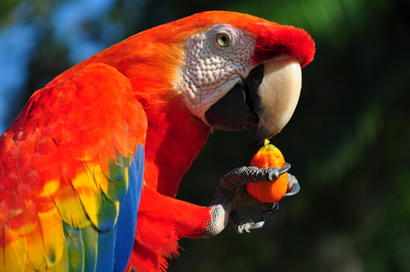 Red Macaw