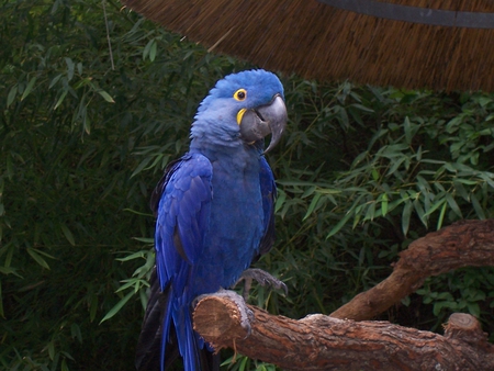 Hyacinth Macaw - bird, big, animal, macaw, blue, beautiful, ara, animals