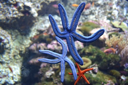 star fish - starfish, sea, nsw, sydney