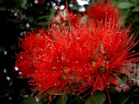 Burst of red - burst, flowers, lovely, red