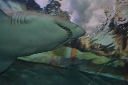 shark - syd, sea, shark, nsw