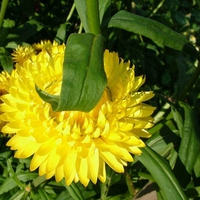 Ravishing yellow flower