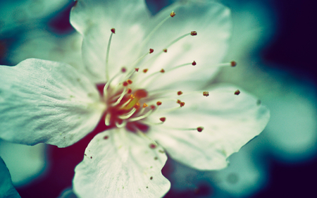 beautiful flower - white, nice, cool, petals, blur, beautiful, awesome, flower