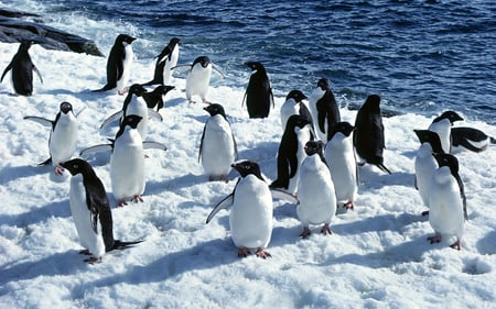 Cool penguins - penguins, antartic, cool, beautiful