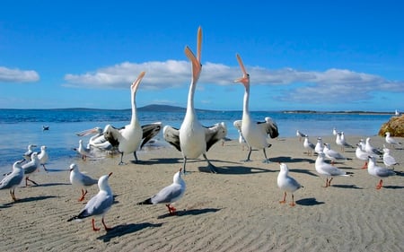 Happy Singing Choir - singing, choir, birds, happy