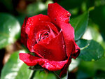 Red Rose