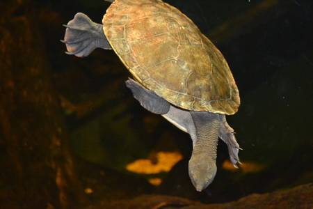 turtle - turtle, syd, sea, nsw