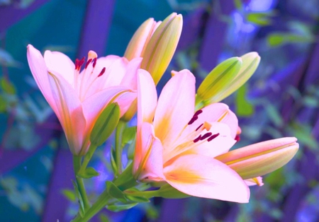 Pink lilies - lilies, beautiful, photography, simple, petals, pink, flowers, colorful, nature, pink wallpaper, pleasant