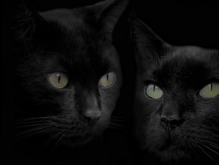 Black and black cats - animal, black, kitten, pet, cat, feline